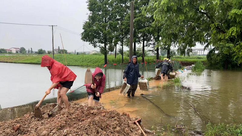 防汛進(jìn)行時(shí)丨湘陰縣鶴龍湖鎮(zhèn)：返鄉(xiāng)大學(xué)生請纓 鑄牢防汛“青春堤壩”