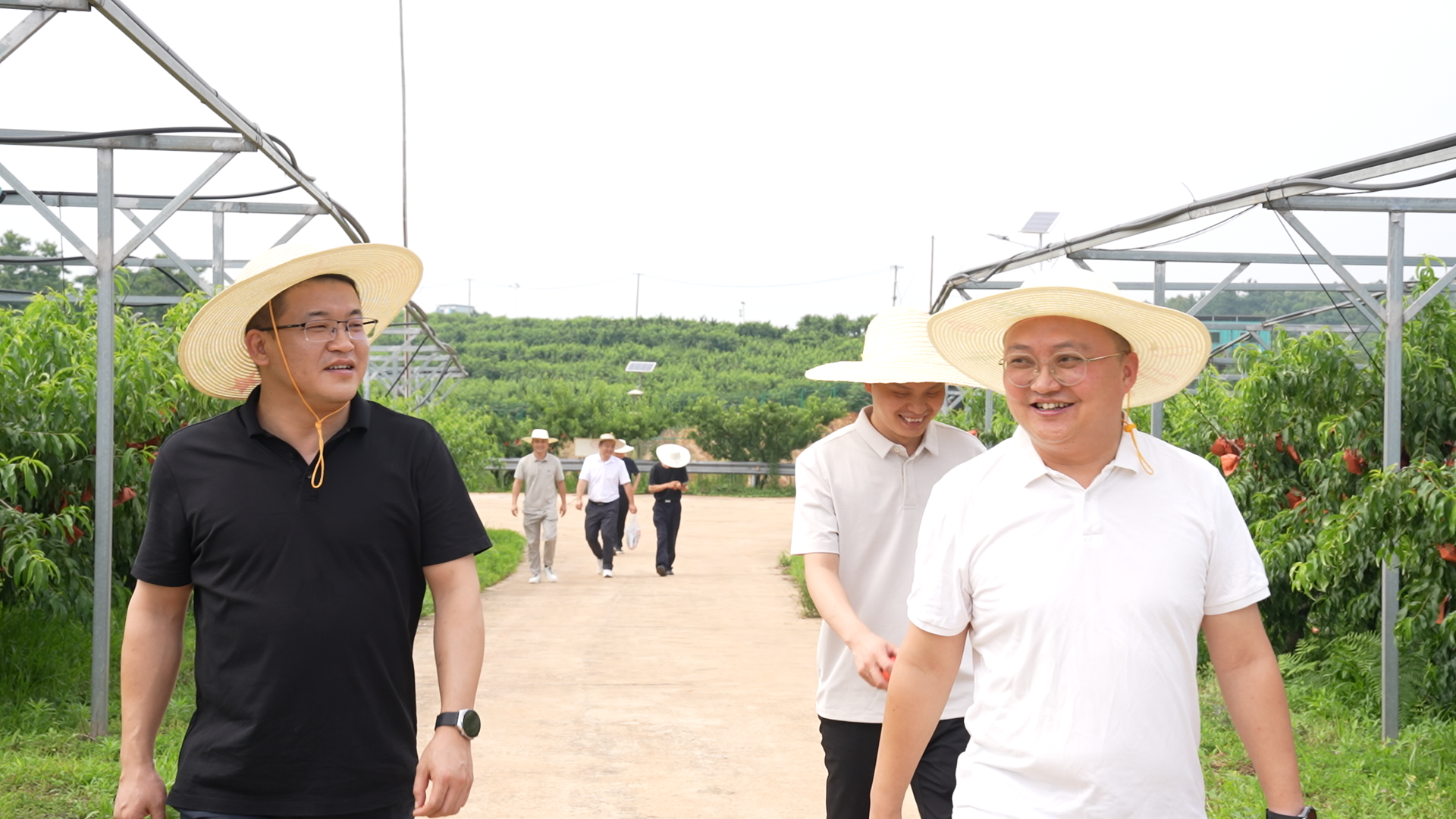 荒山变桃园！湘阴绿色种养循环农业结硕果