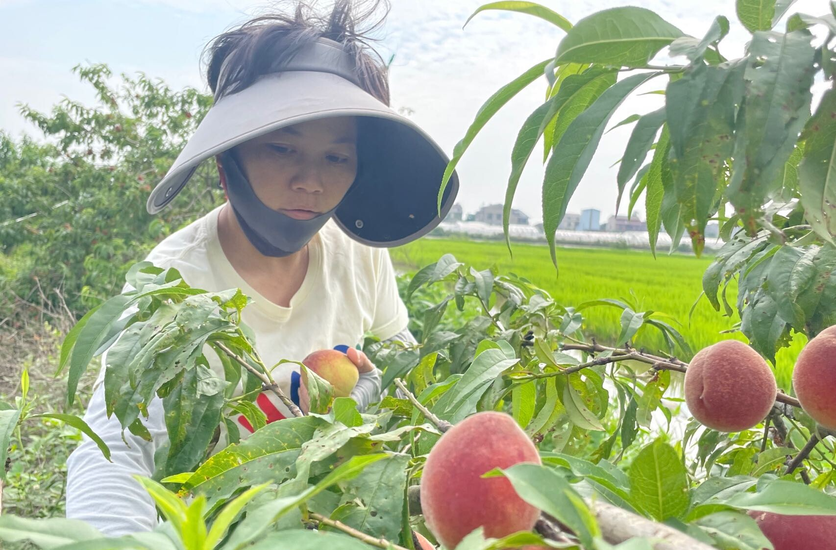 湘阴县杨林寨乡：初夏瓜果甜 游客采摘欢