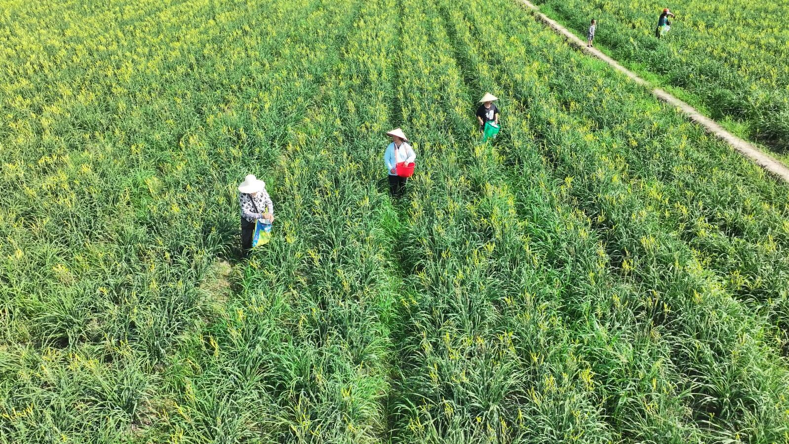 湘陰縣嶺北鎮(zhèn)：六月黃花香 致富鋪新路
