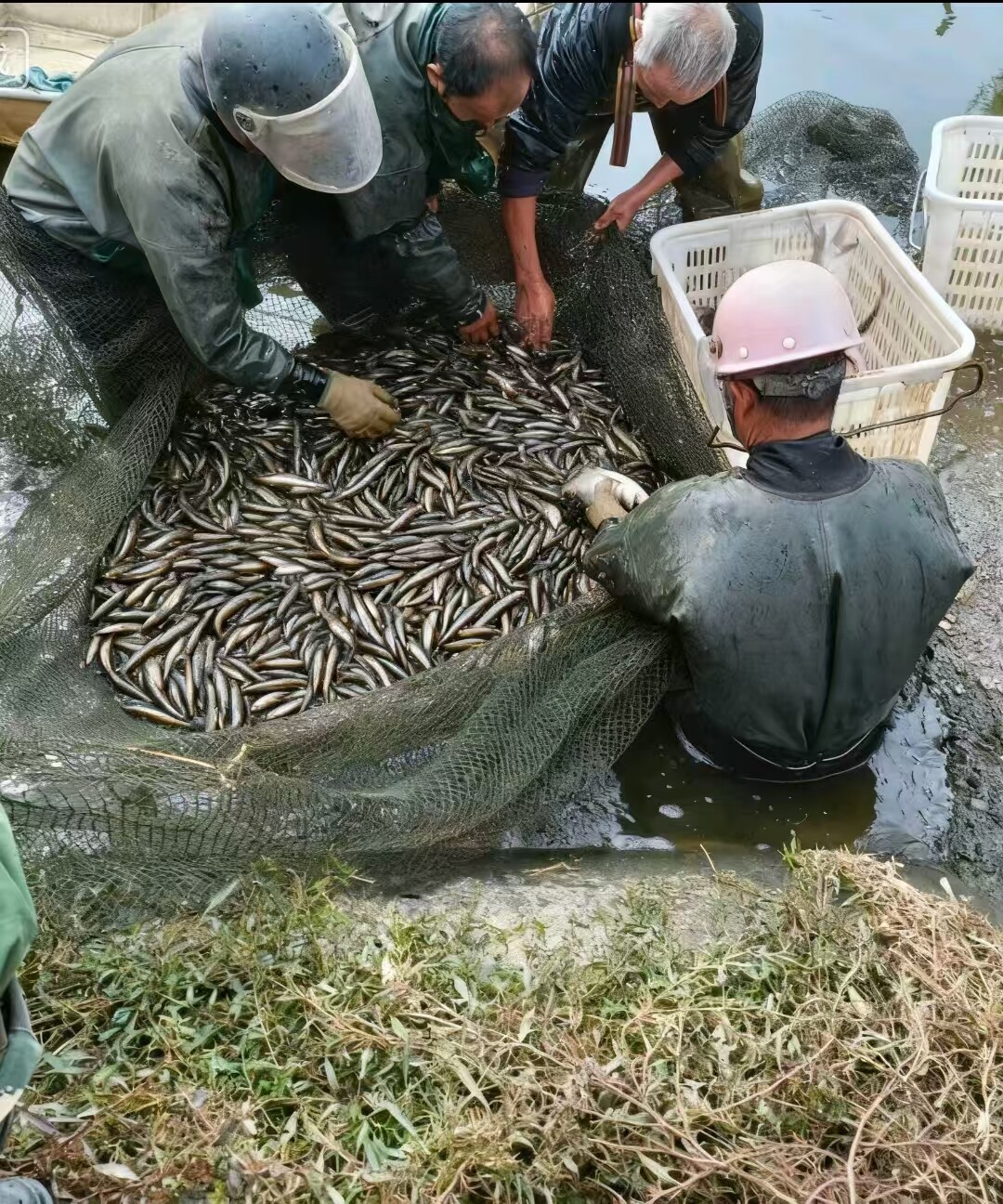 万尾“生态卫士”入驻东塘镇赛美水库