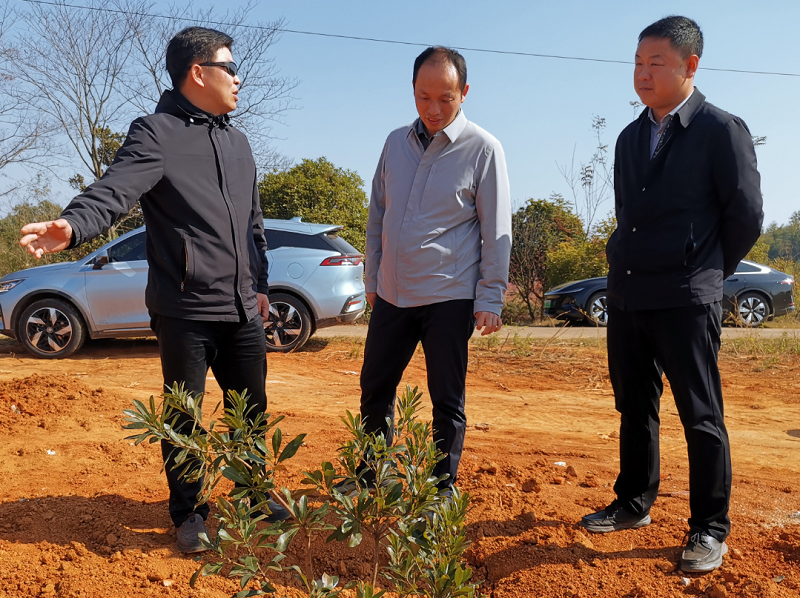 冬天里的春天（上）|| 山岗，氤氲着一缕芬芳