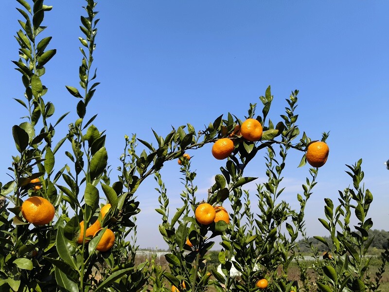 绚烂，回报日复一日的坚守——湘阴县东塘镇赛美生态农场见闻