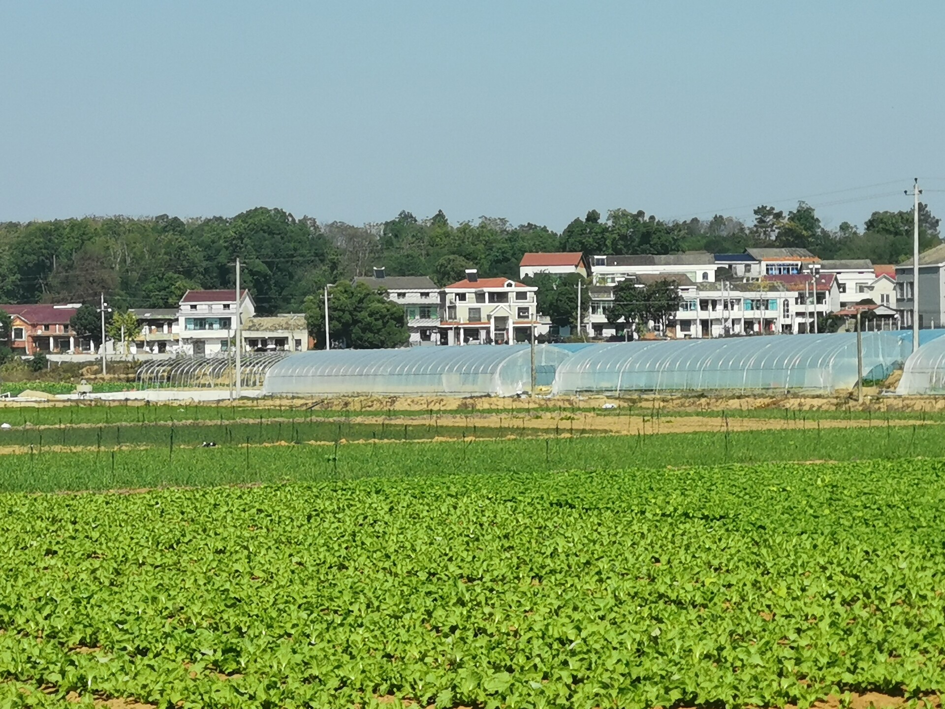 舞者，在季节的边缘起舞——湘阴县东塘镇徐记绿色蔬菜基地见闻