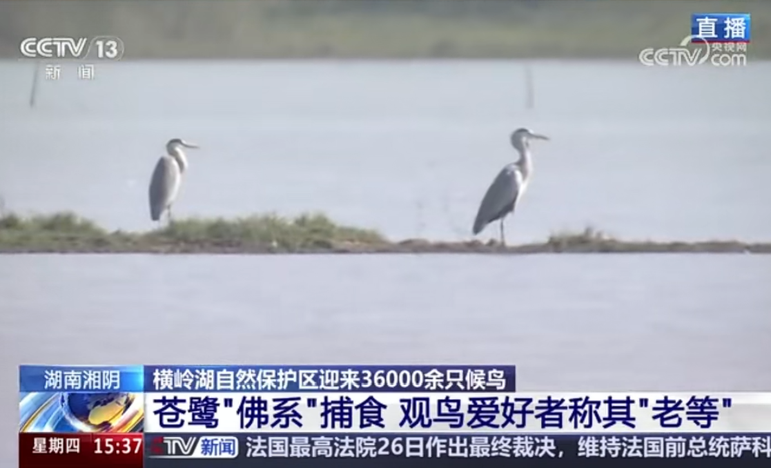 央视镜头再聚焦横岭湖：万鸟归栖绘就生态复兴画卷