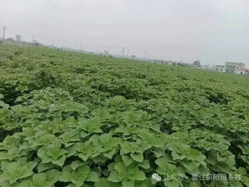 散文丨春种一块麻，秋收万缕丝