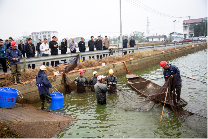 湘阴：6万余斤生态鳊鱼直发长三角 持续擦亮“湘阴好物”金字招牌