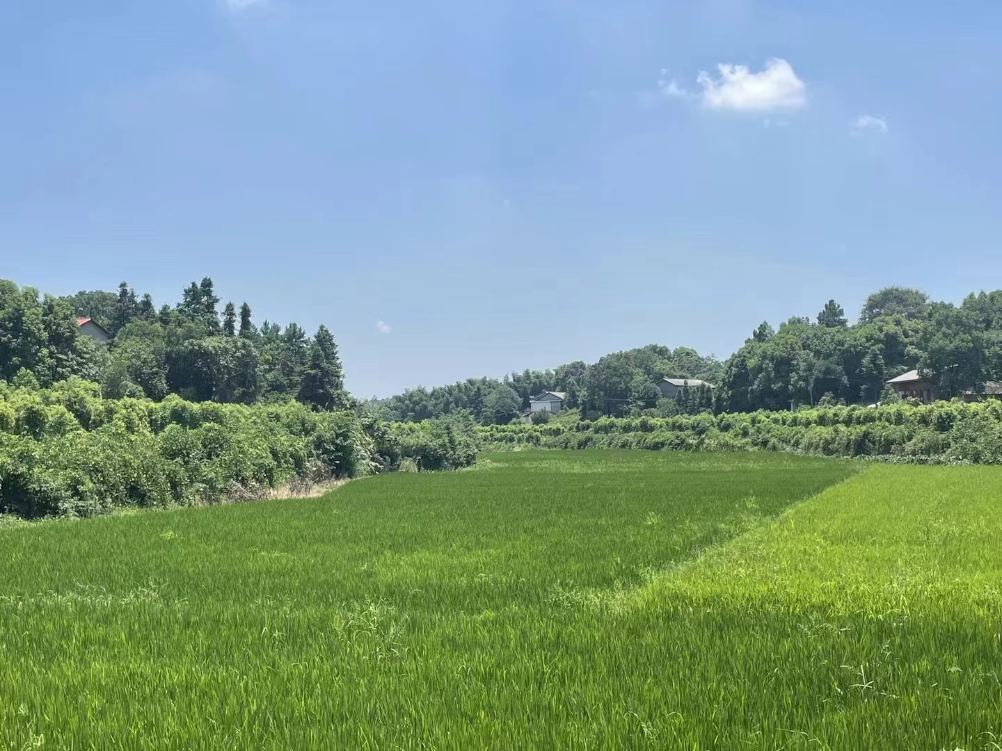 散文丨杜华：陶家巷